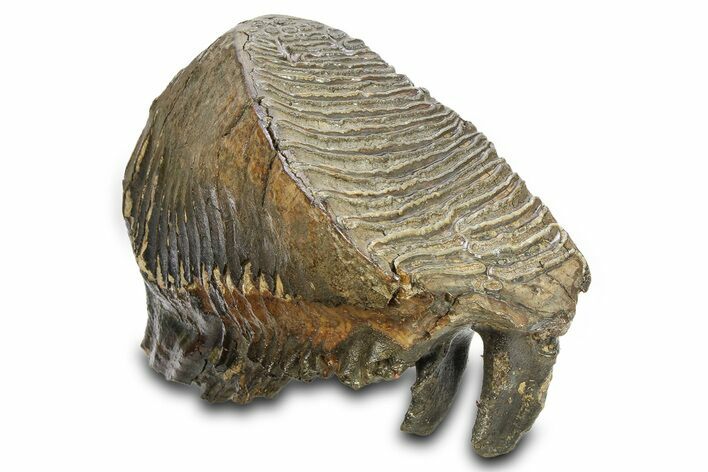Woolly Mammoth Upper M Molar - North Sea Deposits #298475